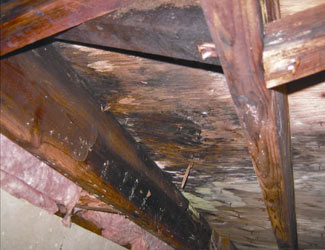Mold And Rot In A Camarillo Crawl Space mold and rot in a Camarillo crawl space