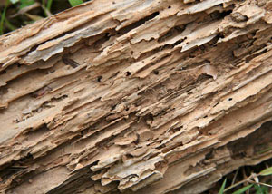 Termite Galleries Thm Termite Galleries Thm