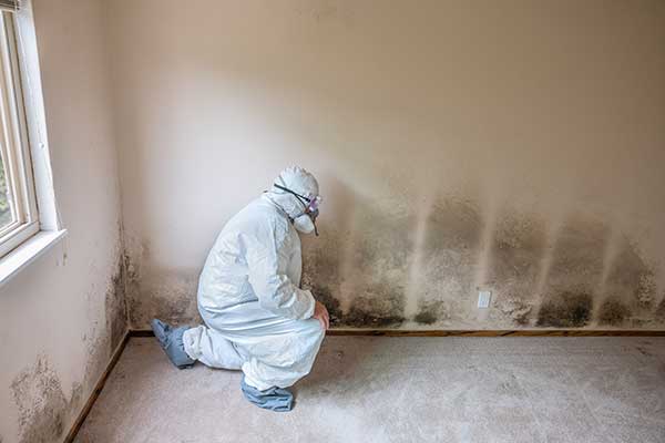 Professional Mold Remediation Technician